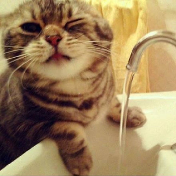 Cat attempts to catch running water, fails hilariously