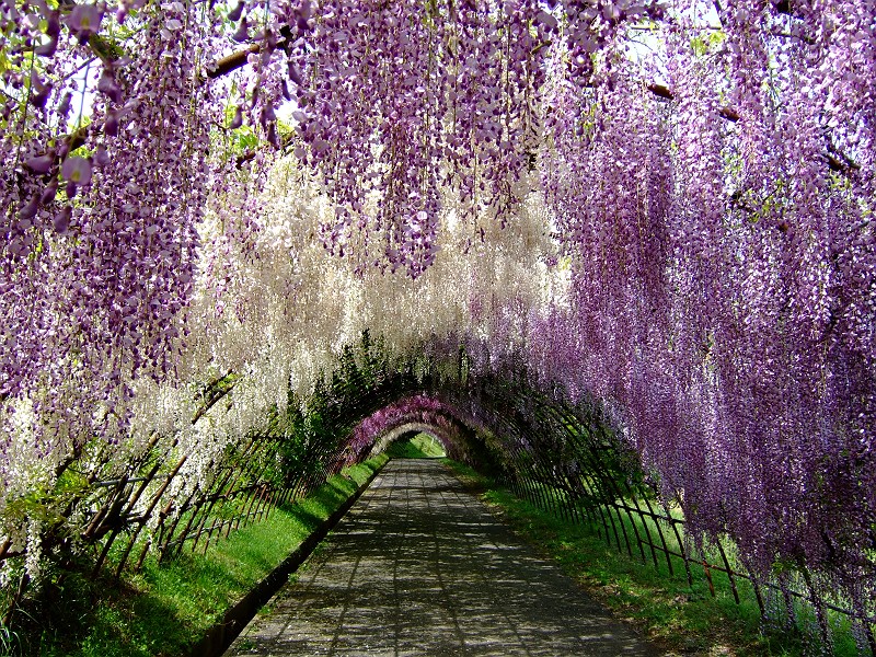 Move over cherry blossoms, wisteria may be the most beautiful flowers