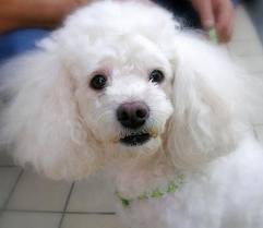 2) Toy Poodle