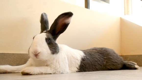 Bunny Hits The Camera      YouTube