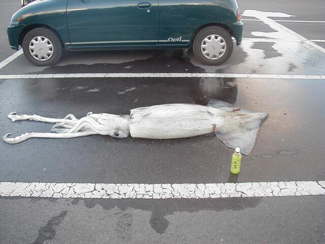 Let’s learn a little Japanese with this dead squid in a parking lot