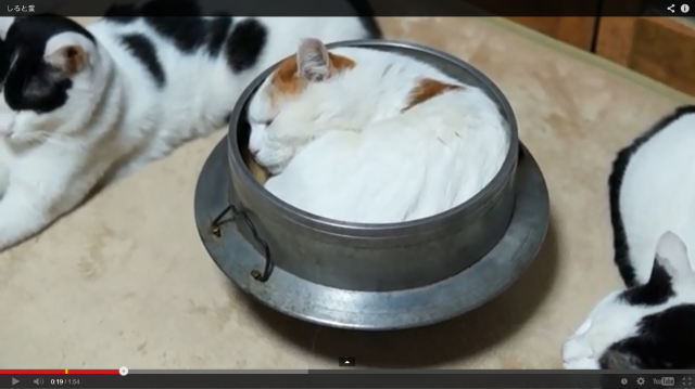 Shiro the Cat: The cutest cure for insomnia 【Video】