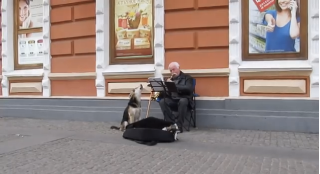 Stray dog helps street musician, musician returns the favor