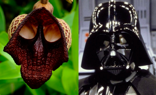 Darth Vader flower blooms in Kyoto, total Empire takeover to follow