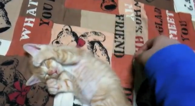 Adorable kitten charms us by falling alseep while fighting giant monster hand