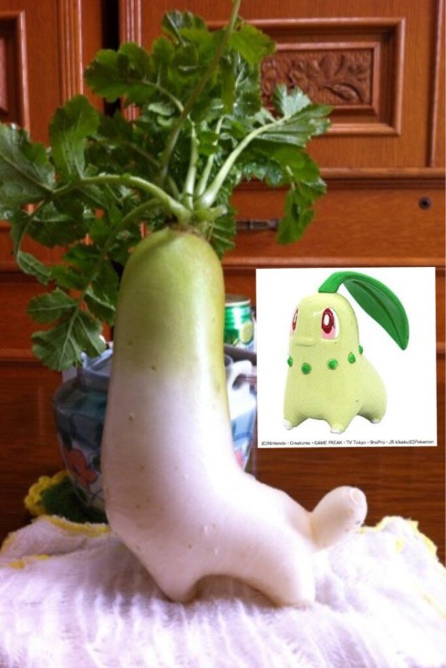 Pokemon radish discovered in Japan, just as cute as the original