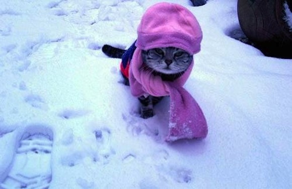 crazy-cat-fashions-snow-bunnyer--large-msg-12893319349
