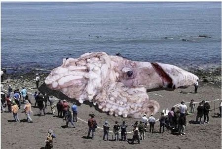 giant squid