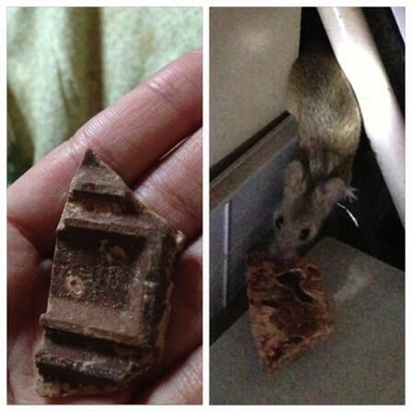 If you give a mouse a cookie… you might get some chocolate in return