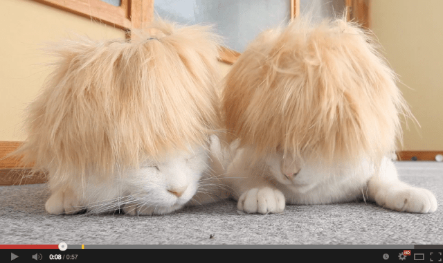 How glam is your pussy? Cat wigs hot in 2014