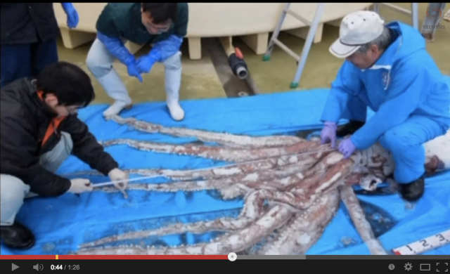 Japanese fishermen catch live giant squid near Niigata Prefecture