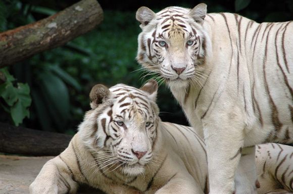 800px-Singapore_Zoo_Tigers