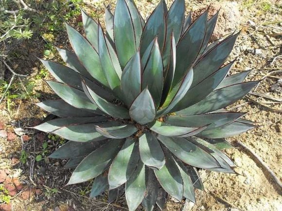 blue-agave-plant-tequila
