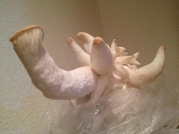 Homegrown mushrooms or demonic monstrosities? Maybe both!
