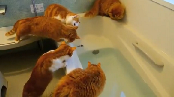 Splish-splash, kitty taking a bath! Cute videos to help you enjoy the weekend
