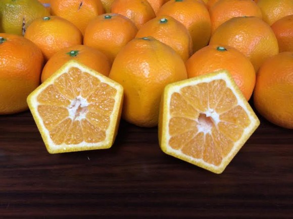 Ensure your fruit never rolls away with pentagon oranges