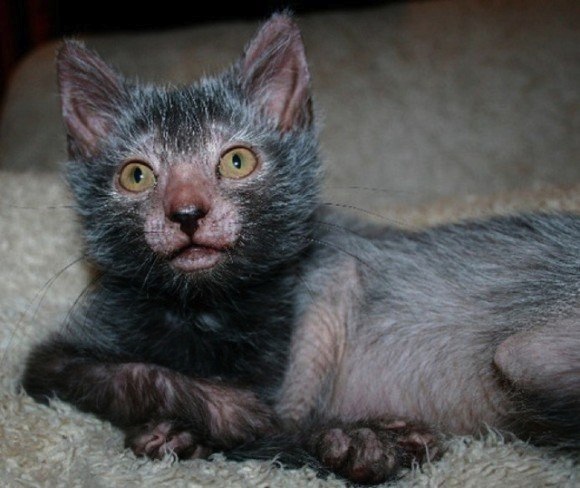 Werewolf cat! Spooky new feline equal parts cute and creepy 【Photos】