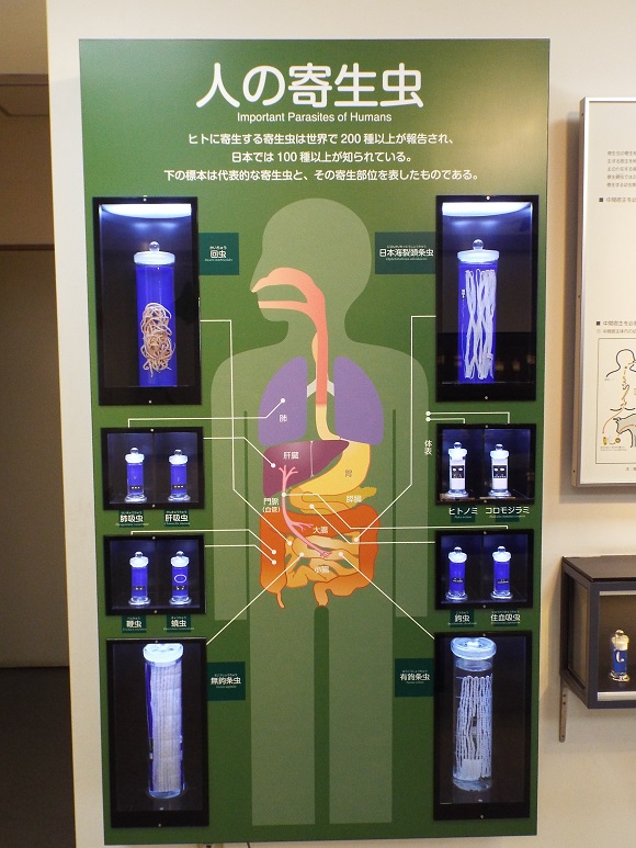 From protozoa to tapeworms: Visiting the Meguro Parasitological Museum