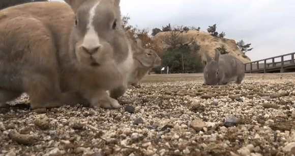 Bunny stampede! The joys of Rabbit Island【Video】 | SoraNews24 -Japan News-