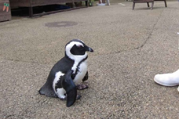 Meet Sakura-chan, the sprinting penguin in love with a human【Video】