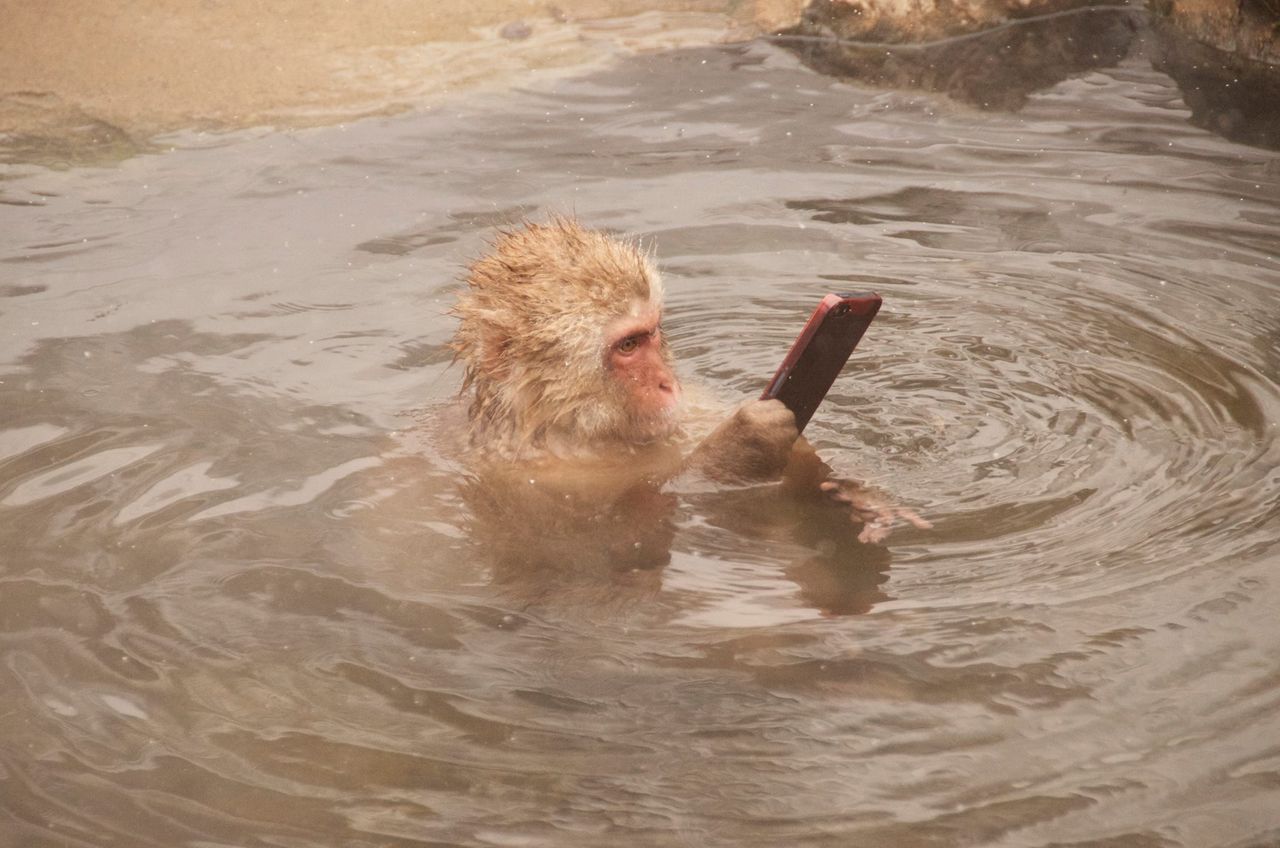 So Like Us Monkey Takes Dip In Hot Spring Brings Iphone Soranews24 Japan News