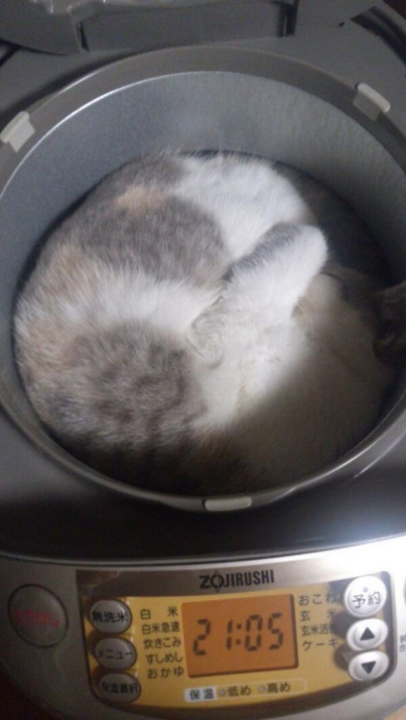 “Dude, where’s my cat?” Check in the rice cooker!