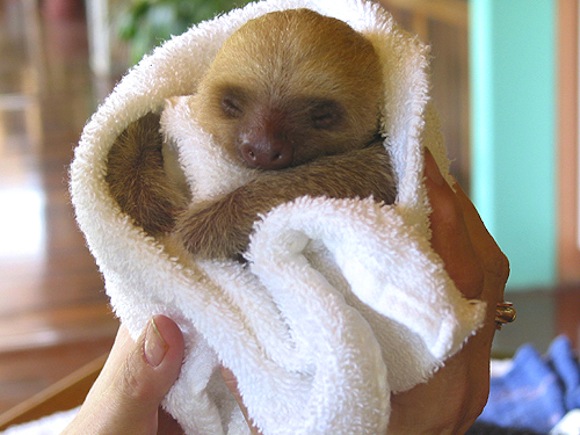 baby_sloth-2701