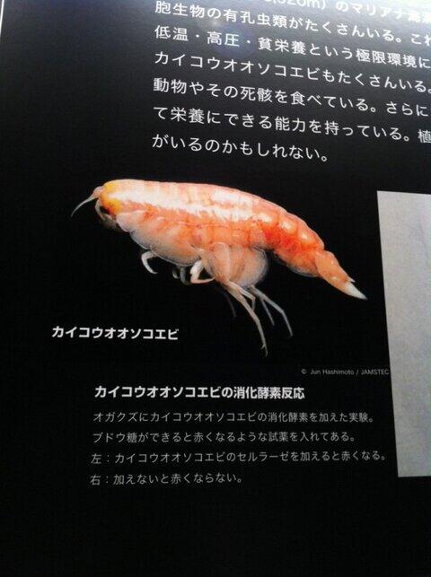 Bizarre deep-sea shrimp or delicious sushi? Japanese netizens weigh in