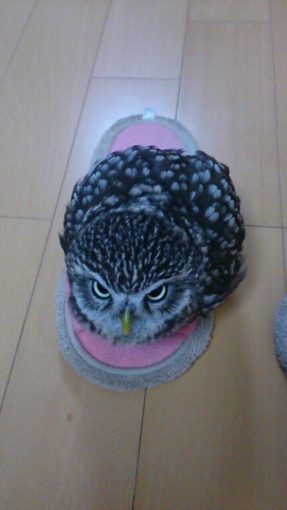 cute owl3