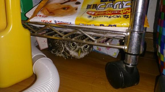 cute owl4