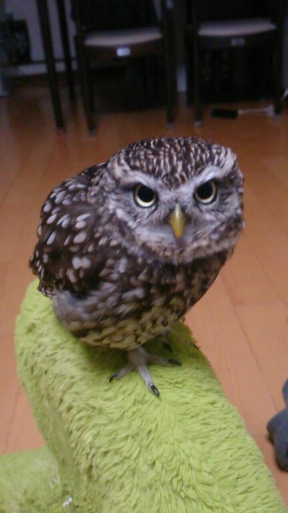 cute owl5