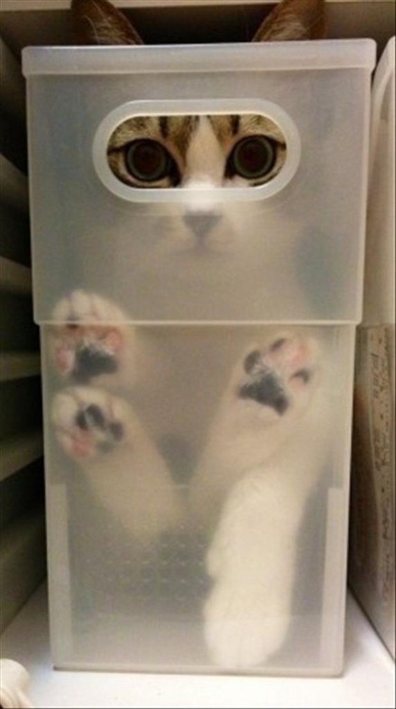 funny-cat-hiding-in-box