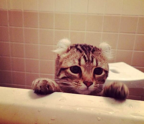 Japanese netizens go crazy for a kitty who wants a bath