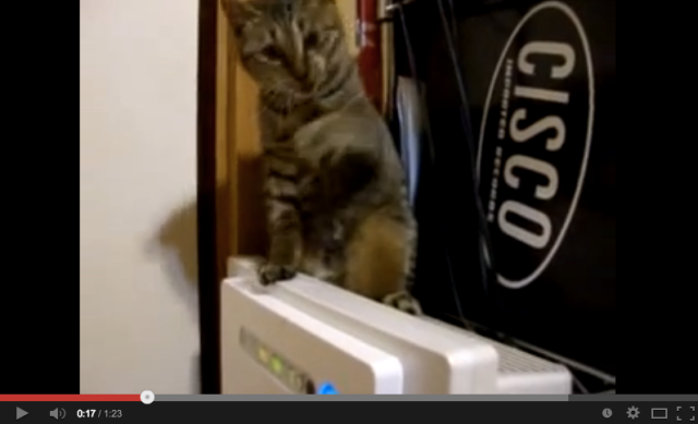 “Where are ya!? I’ll fight ya!!!” Cat battles air for over a minute in adorable video