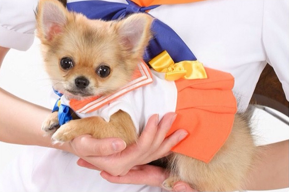 Yes, of course Sailor Moon dog cosplay exists in Japan 【Photos & Video】