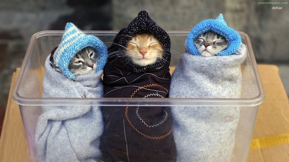 wrapped-up-kittens_85534