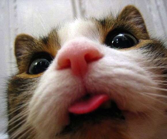 Cat selfies are taking over the internet and they’re too funny to ignore!【Photos】