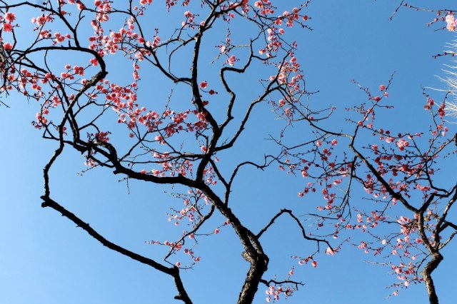 Sad news: 1,266 famous Tokyo plum trees get the axe to prevent spread of “plum pox”
