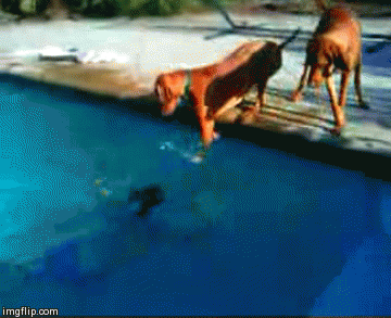 Helicopter dog would prefer his boy wore water wings