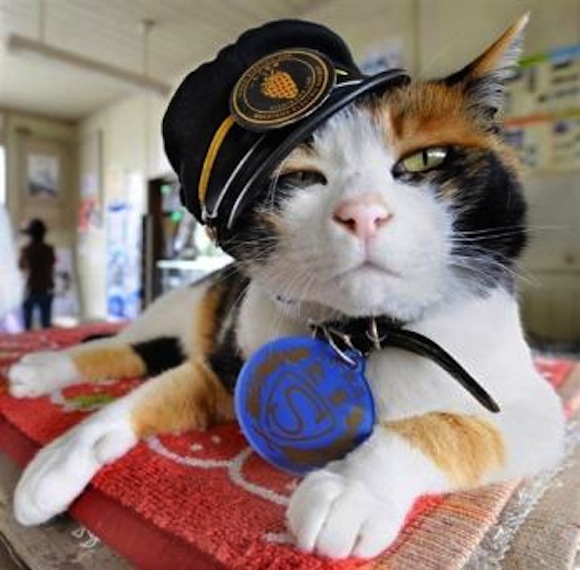 cat_stationmaster_japan