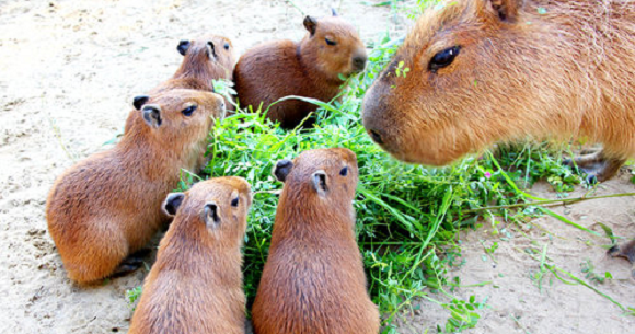 One baby capybara not cute enough for you? Chiba zoo has five【Photos】 |  SoraNews24 -Japan News-