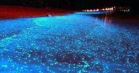 Chinese beach glows beautiful blue in the dead of night 【Photos ...