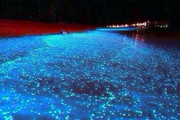 Chinese beach glows beautiful blue in the dead of night 【Photos】