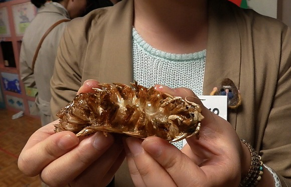 We learn about the deep-sea armored isopod, then eat one 【Video】