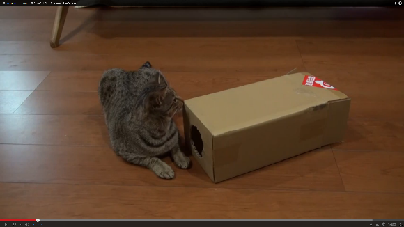 Return of our favorite cat duo: Maru & Hana starring in “Box and Cats 15″【Video】