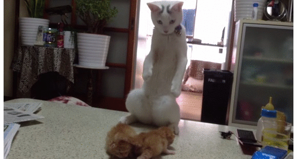 Cat does bizarre dance for tiny kittens【Video】