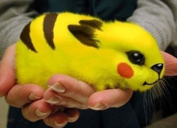 If real animals were Pokémon, the world would be a much weirder place