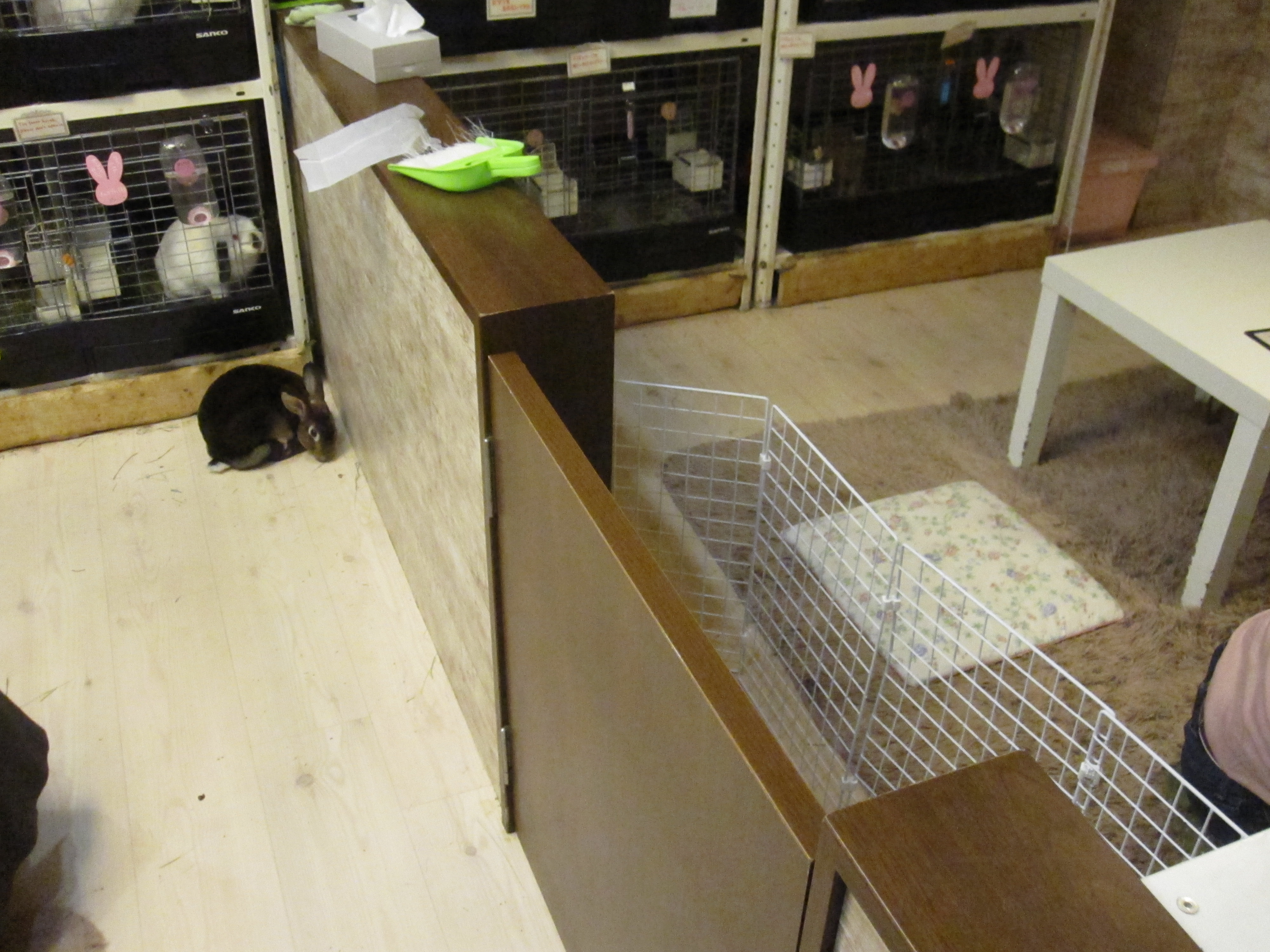 We visit Tokyo’s rabbit café to celebrate Easter in the cutest way ...