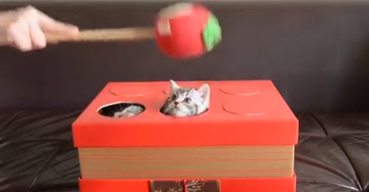 whack a kitten