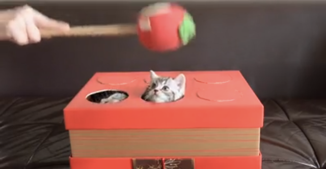 Whack-a-Kitty: Now with real kittens【Video】